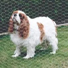 PVC Coated Iron Wire Chicken Net Cheap Hexagonal Mesh Fence Roll