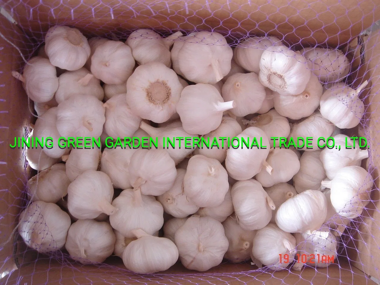 2022 New Crop China Fresh Garlic Top Quality Chinese Fresh White Garlic and Normal White Garlic in Different Size and Packing 4.5, 5.0, 5.5, 6.0, 6.5cm and up