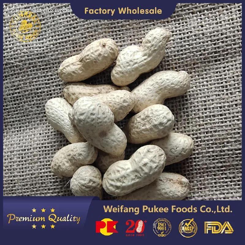 Virginia Peanuts /Raw Peanut in Shell /China / New Crop Multipurpose 7/9 9/11 11/13 13/15