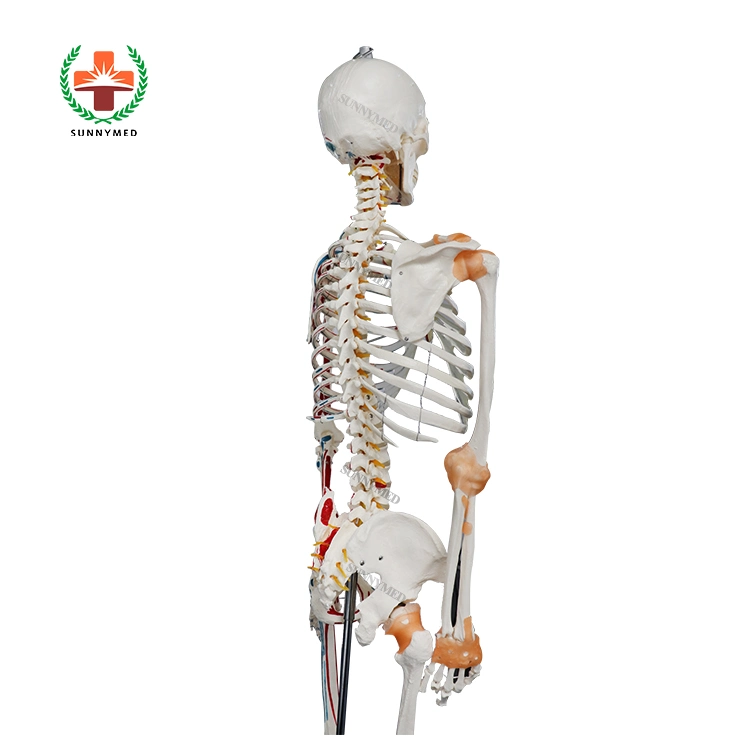 Anatomía Humana Anatomía del esqueleto de plástico modelo esqueleto modelo