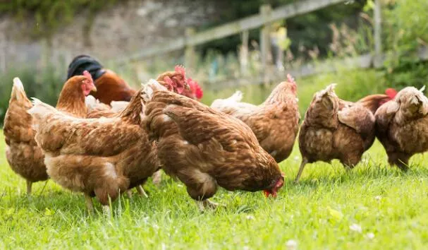 Harina de plumas de proteínas de animal