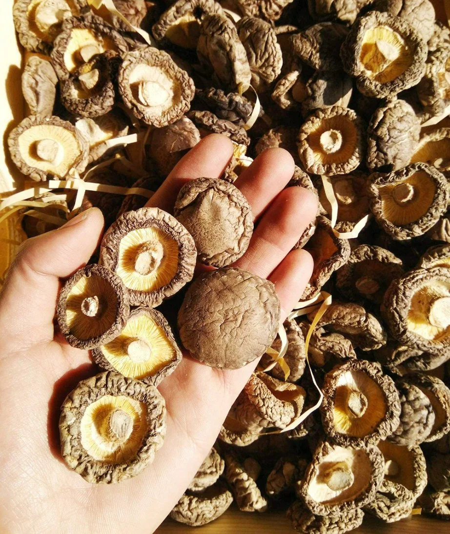 Las setas Shiitake a granel seca Alimentos Agrícolas