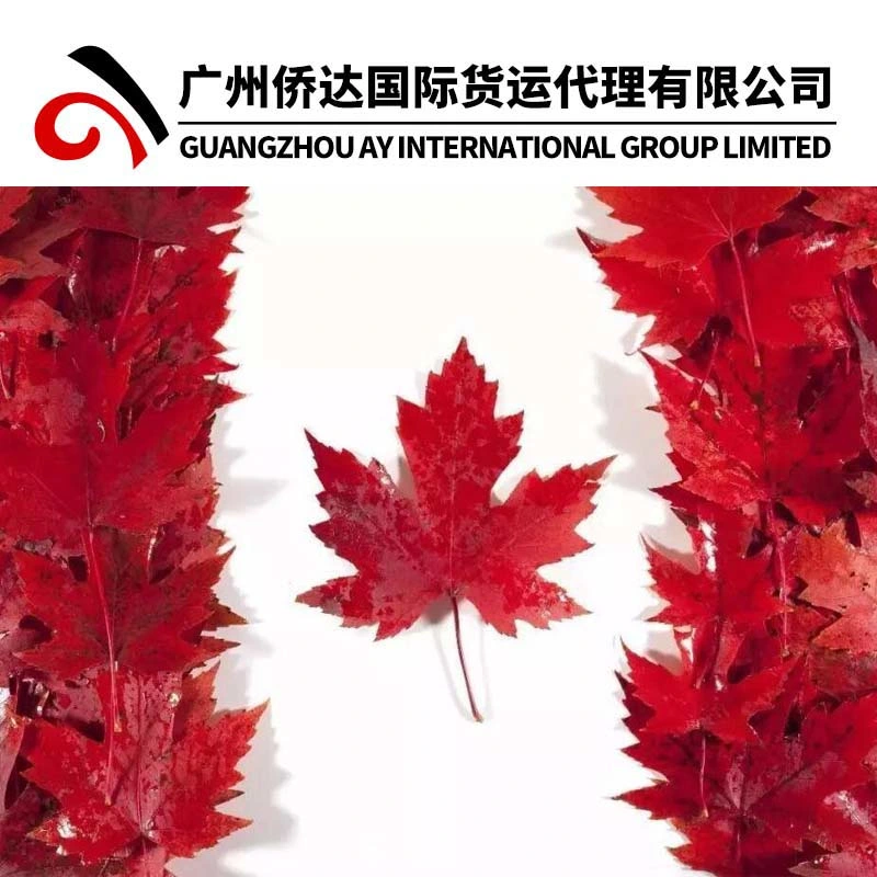 1688 Grosso agente marítimo para o Canadá com Yiwu Empresa de Exportação/Guagnzhou Freight Forwarder