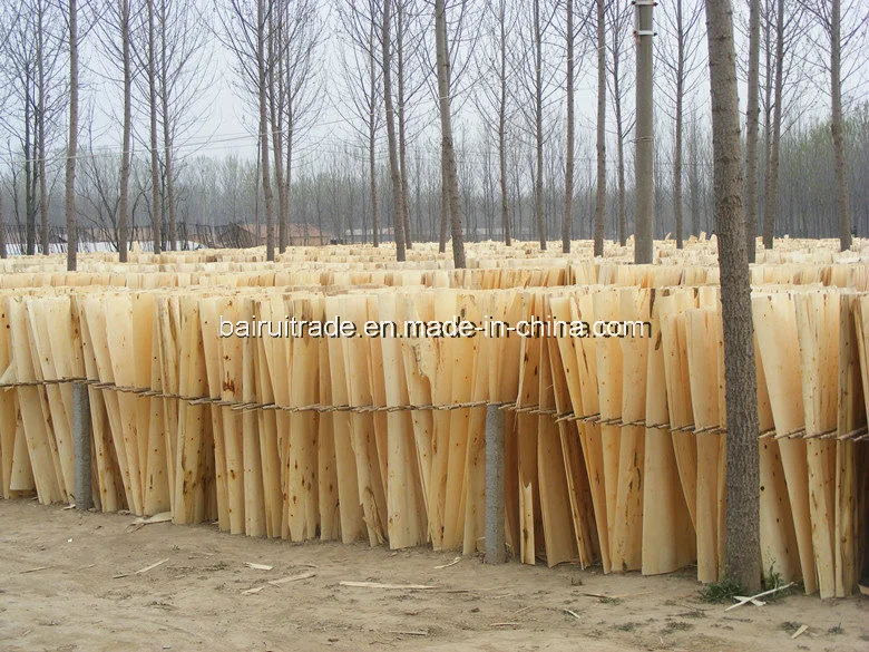 1.3mm 1270X840/640mm Poplar Core Veneer Poplar for Egypt Market