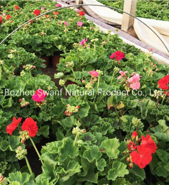 200PCS/Planta ornamental de la bolsa de geranio Pelargonium Hortorum Zonal de Semillas Semillas para la venta