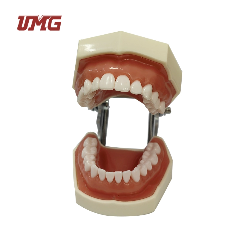 Top Selling Good Price зубы Care Модель с 28 зубами