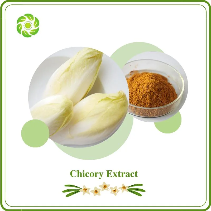 World Well-Being High Quality Plant Extract Supplier Chicory Extract, Chicorium Intybus