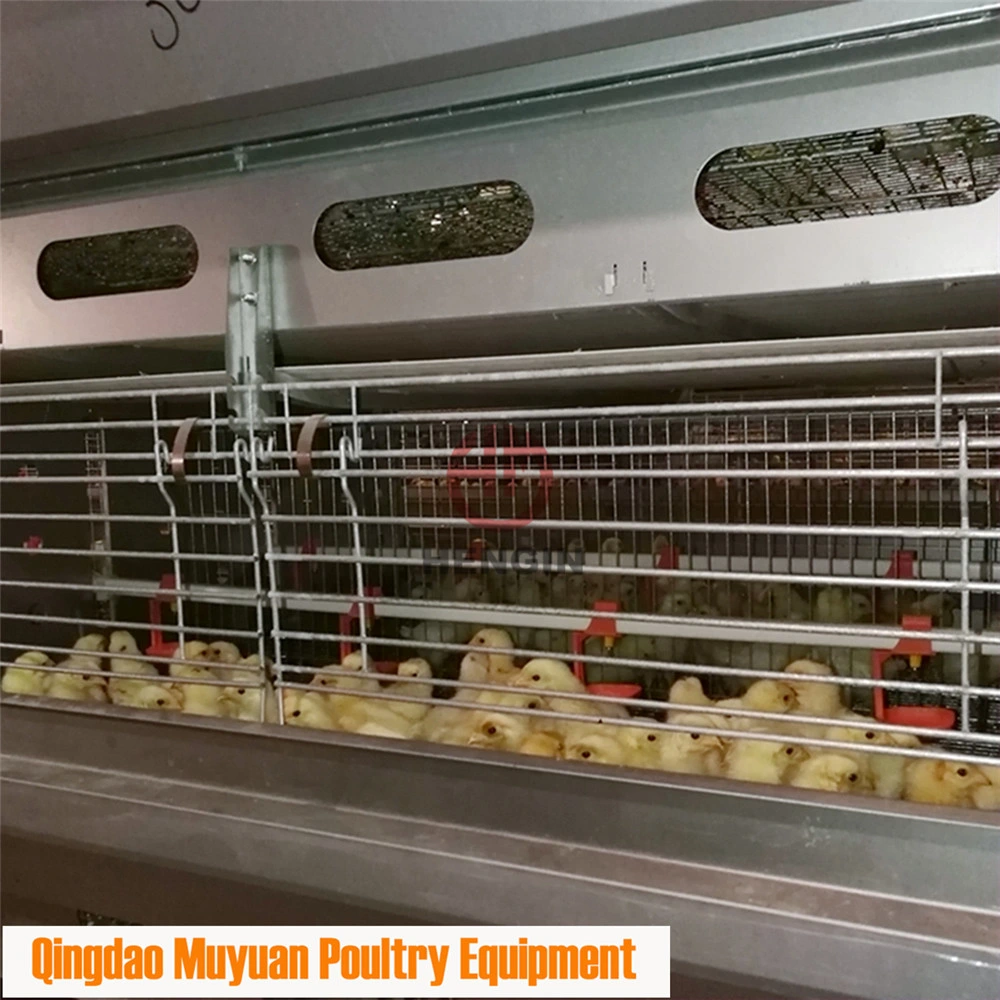 Automatic Battery Baby Layer Chick Coop of Poultry Livestock Machinery