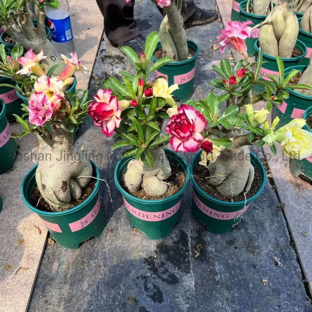 Grafted Adenium Desert Rose Live Plant Adenium Obesum Flower Plants