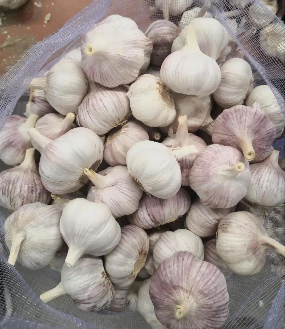 2020 New Crop for Singapore Garlic