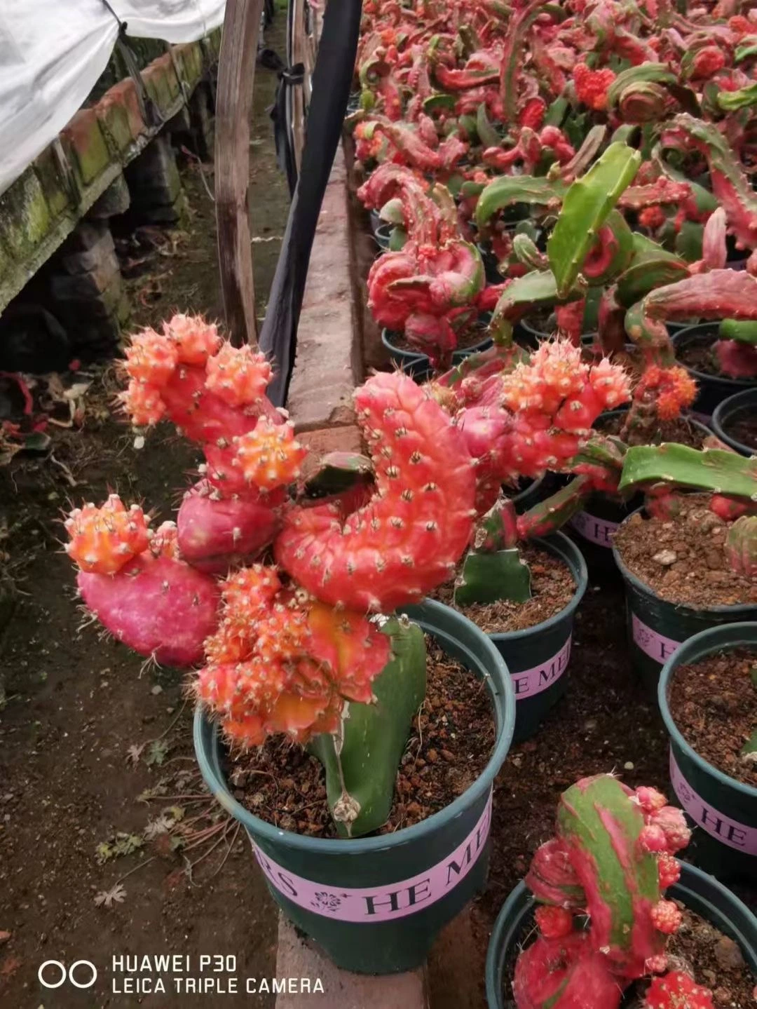 Hylocalycium Singulaye Cactus