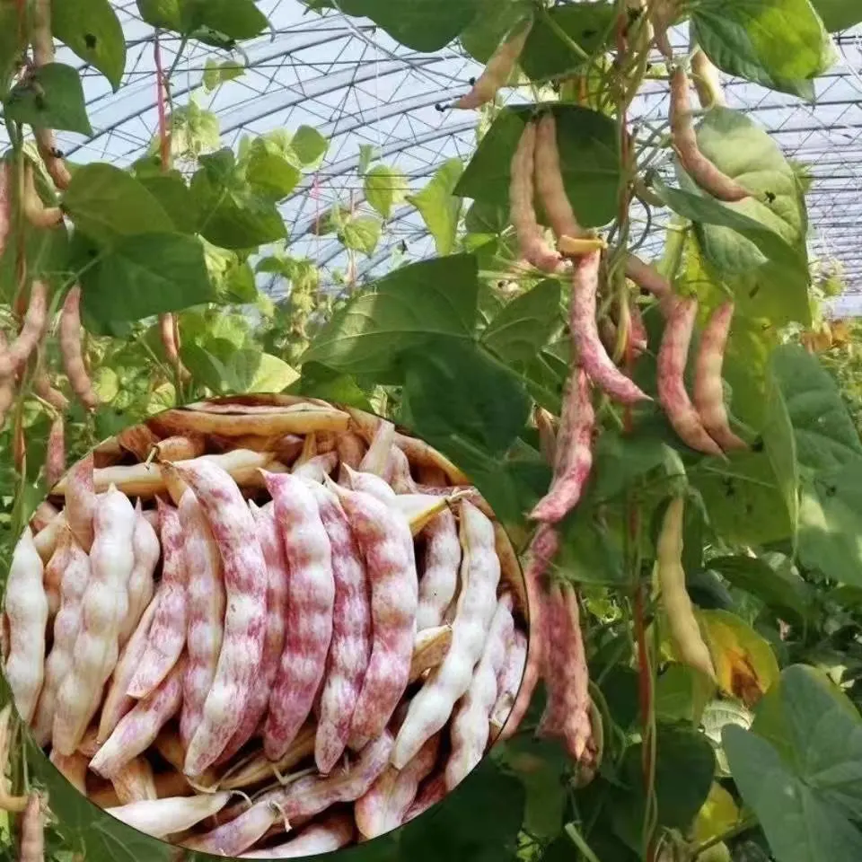 Comestibles de la ronda de la luz de frijol Pinto Frijol moteado