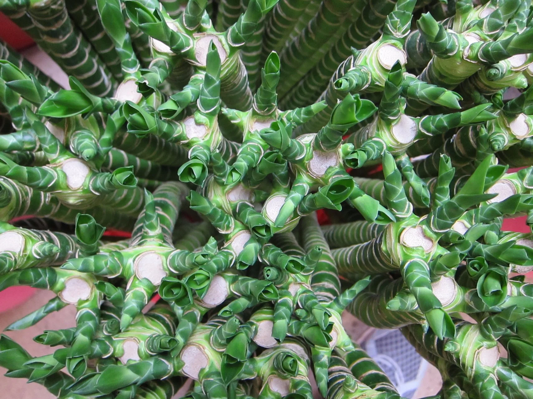 Dragón Lucky Bambú Draquena santeriana planta Interior Flor