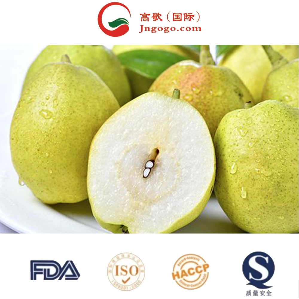 New Season Green Shandong Pear Fresh Crown Pear Pear