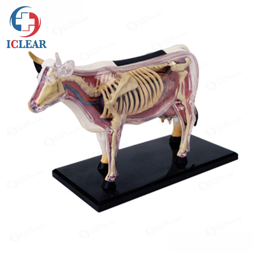 4D Master importierte PVC Anatomical Modelle von Tieren für die Medizin Unterricht