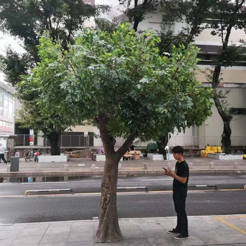 Un gran árbol verde la decoración de boda