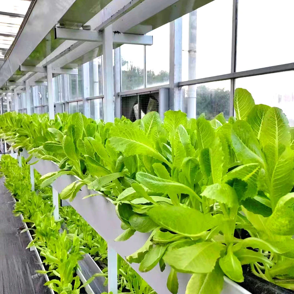 Los canales de Nft agrícola vegetal de peces de la simbiosis del sistema de cultivo hidropónico de vidrio de Cine Ecológico de la casa verde