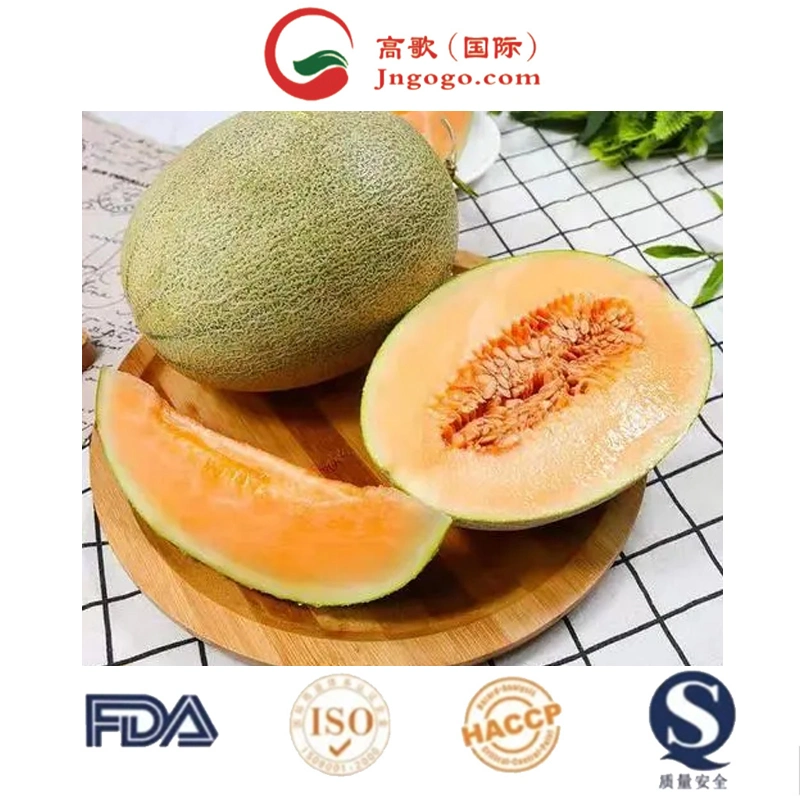 Bio Cantaloupe - Hot Selling Export Qualität frisch süß 20-25cm Meloneumkantalupe