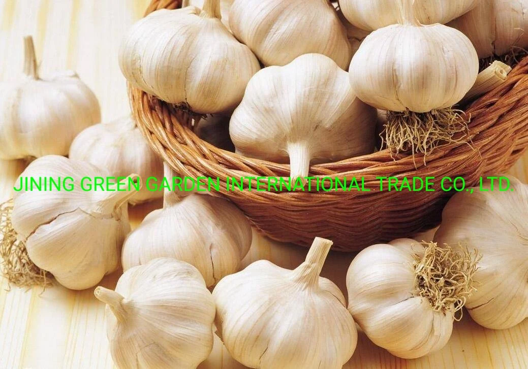 2021 New Crop Fresh White Garlic From China Mosquto Coil Cheak Peace Supplier in Australia China Garlic Cheep Price in Thailand