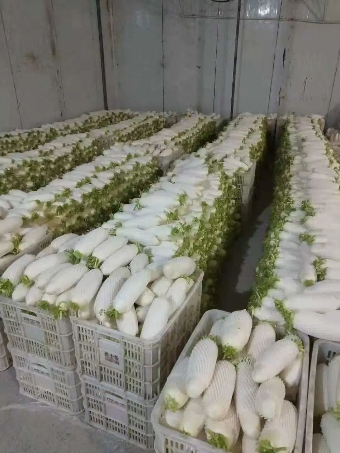 New Crop Chinese White Radish Best Quanlity