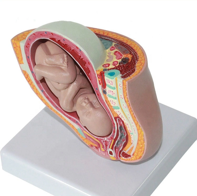 Human Anatomy Digestive System Model