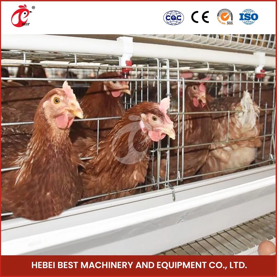 Bestchickencage de camada ordinária de tipo Cage de madeira China Cage de camada de Hen Compartimento de camadas de frango a bateria para loja de alimentos aplicável à fábrica OEM