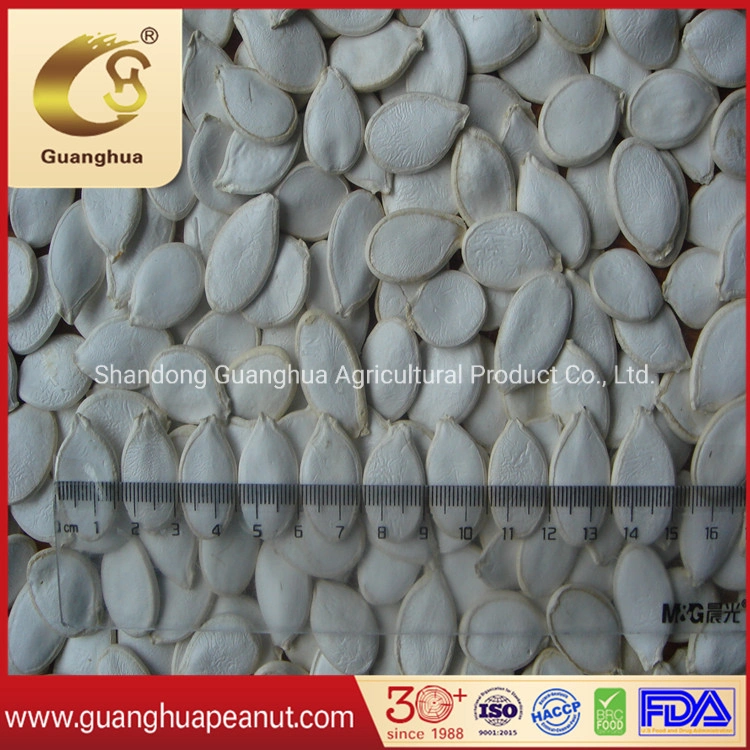 Export Standard Shine Skin Pumpkin Seeds Crop 2022