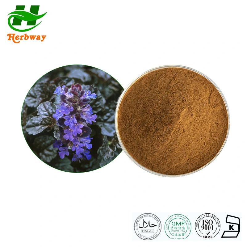 Improve Sleep Quality Free Sample Kosher Halal Fssc HACCP Certified Botanical Extract Ajuga Turkestanica Extract with Turkesterone 2%