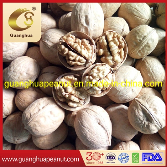 Walnut in Shell Extra Quality Papery Healthy Delicious Tasty Cheap New Crop