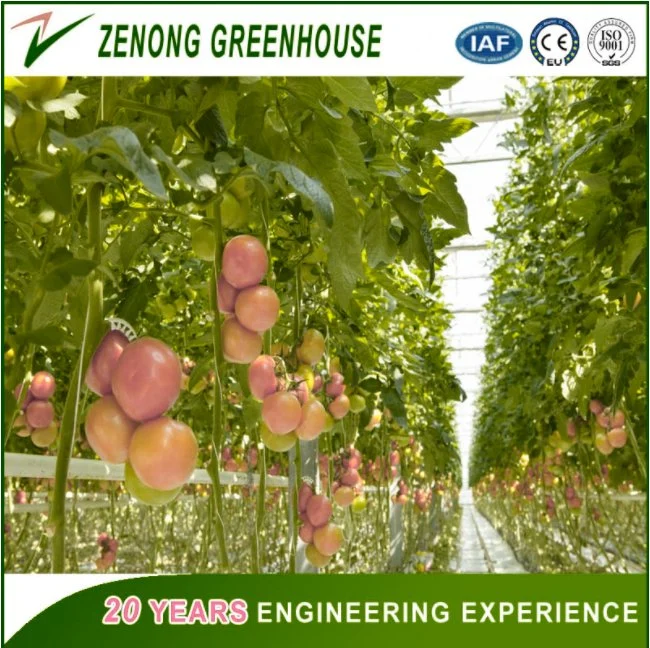 PC Board Greenhouse Equipped with Complete System for Commercial Hydroponic Growing Vegetables,