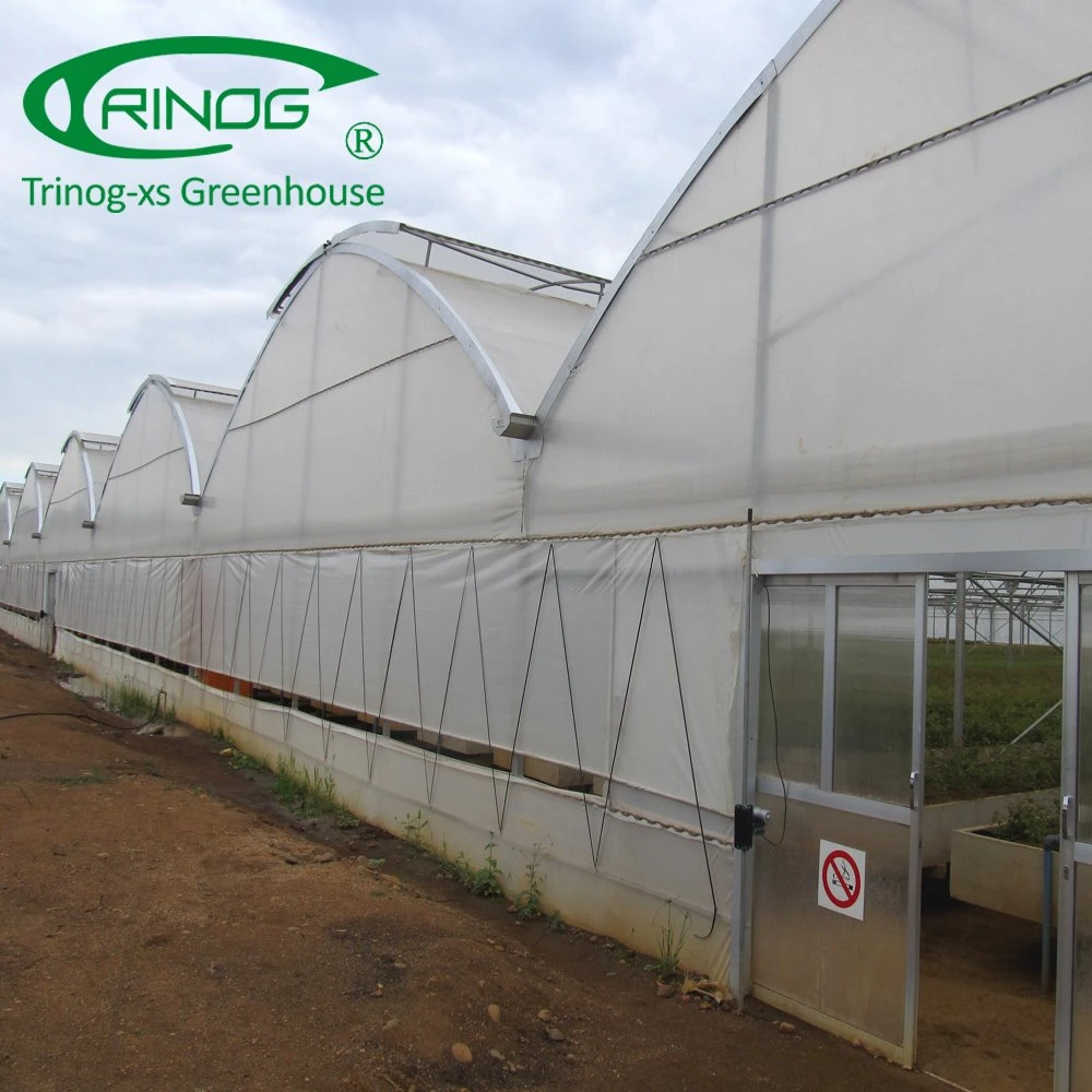 Auto Vent EU type Multi-Span poly film commercial Greenhouse frame for cucumber