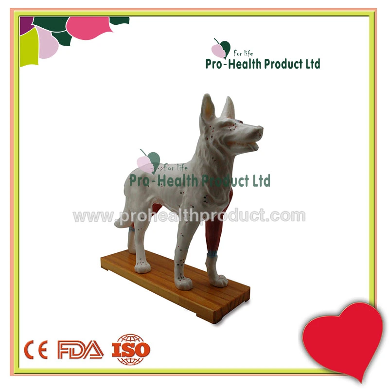 Medical Acupuncture Dog Model For Teaching