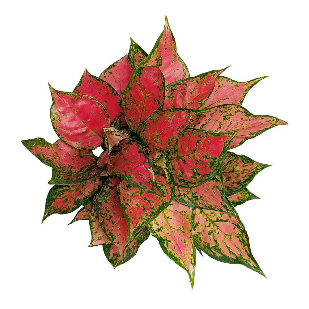 Aglaonema Ruyi Real Plants