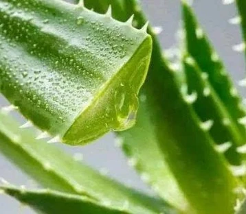 Garantía de Comercio de alta calidad barato Barbadensis Miller Aloe Vera Extracto