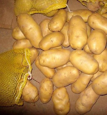 Good Quality Organic Chinese Potato in Chinese Factory