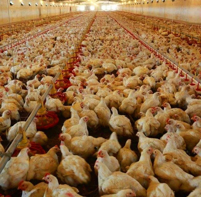 CE-Zulassung Vollautomat Maschine / Ausrüstung Geflügelzucht / Farm für Huhn / Broiler / Züchter