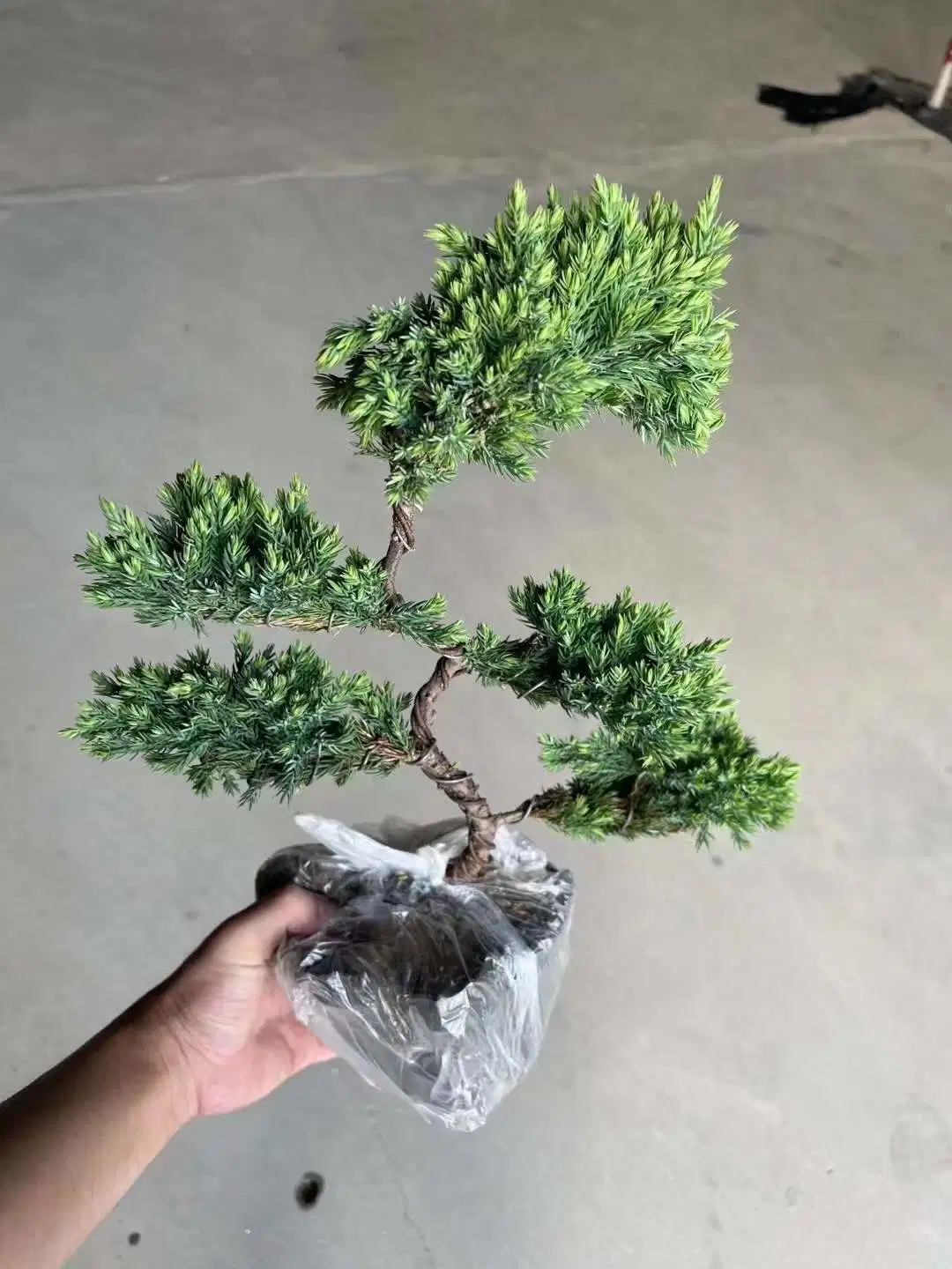 Wholesale/Supplier Indoor Live Plant Pine Bonsai Tree Pinaceae Cone Genus Pinus