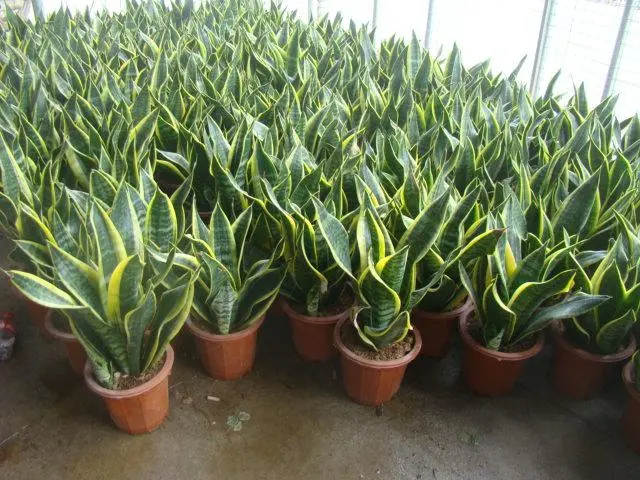 Hot Selling High quality/High cost performance  Sansevieria Dracaena Trifasciata Snake Plants for Sale