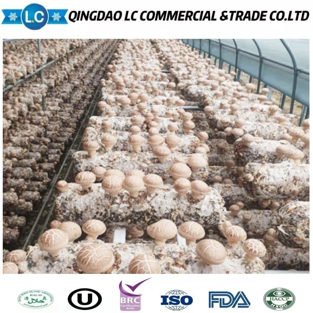 Popular fresco congelado Shiitake setas con nutrientes