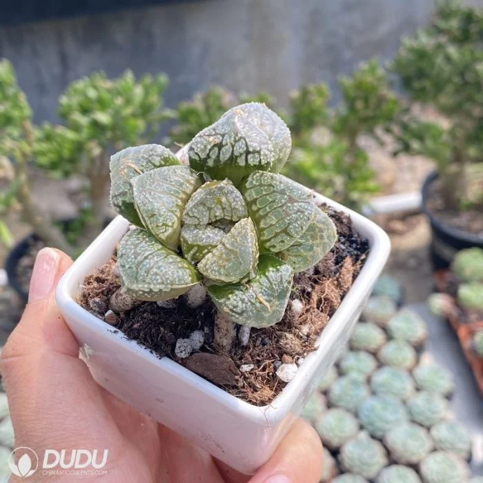 Dudu Hot sale China nursery bon marché Haworthia Mordor Echeveria/Lithop/Haworthia/Cactus succulent Usine