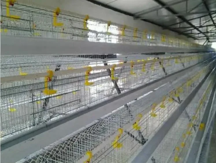 Poultry Battery Farm Ladder Type Layer Egg Broiler Automatic Layer and Broiler Chicken Cage
