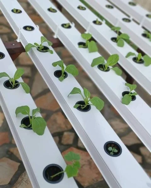 Auto Watering Nft Channel High Yield Nft Hydroponic System Gully Pipes