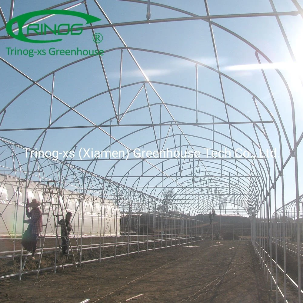 Galvanized Steel Structure tree nursery Tunnel Greenhouse for sale