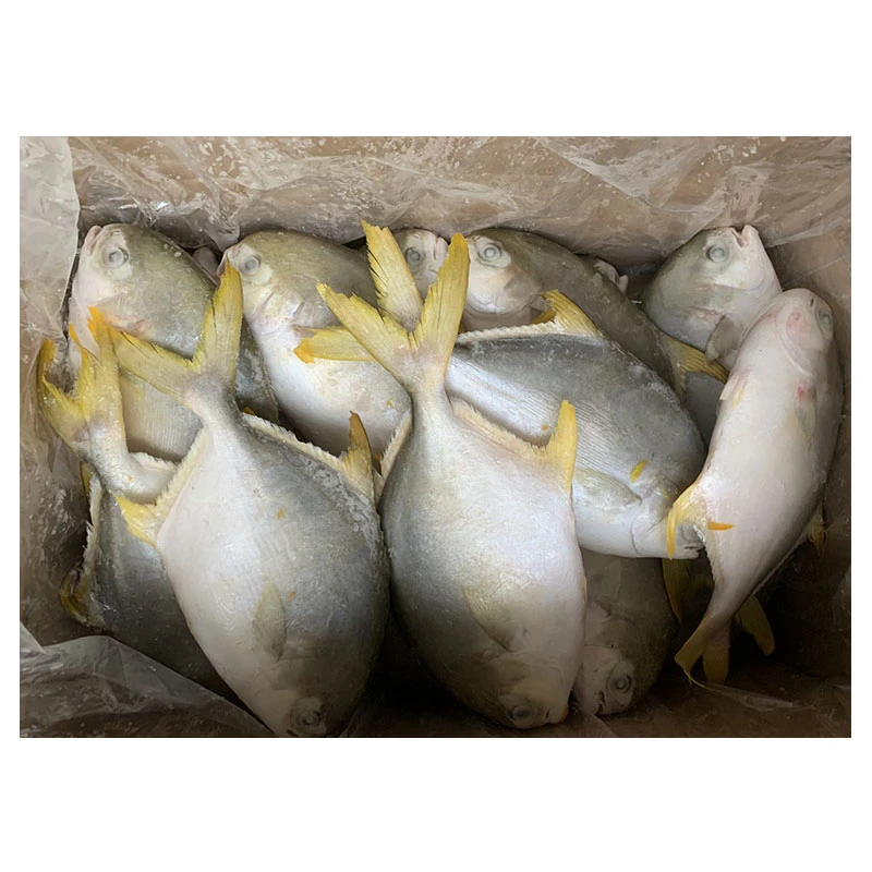 Wholesale/Supplier IQF Fish Whole Round Frozen Golden Pomfret