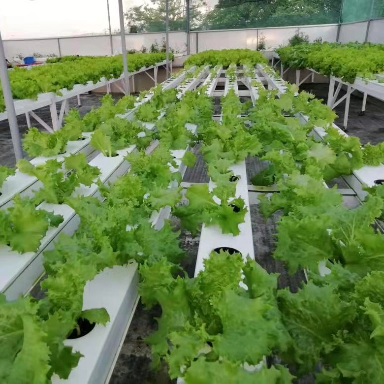 Hydroponic Growing System PVC Nft Channel PVC Pipe Supplier for Hydroponics