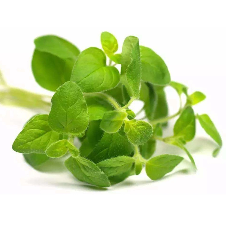 Bio Origanum Öl Food Grade Bulk Preis