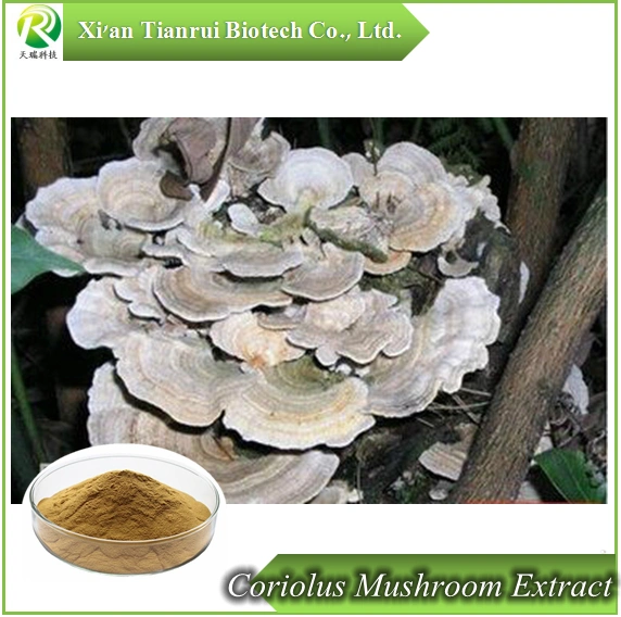 Natural & Pure Coriolus Mushroom Extract Coriolus Mushroom Extract