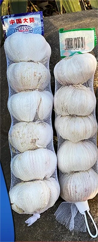 New Crop From China Normal Fresh Garlic