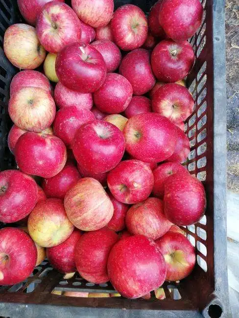 New Crop Jiguan Apple for Bangladesh