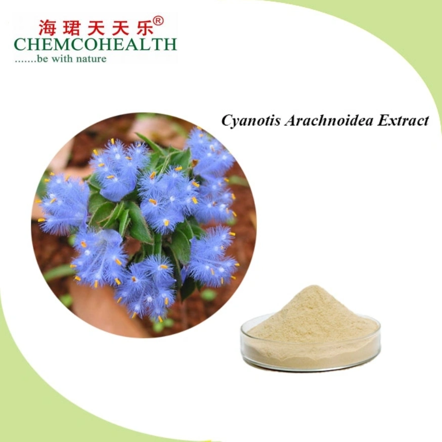 Purely Natural High-Concentration Ecdysterone Cobweb Cyanobacteria Extract